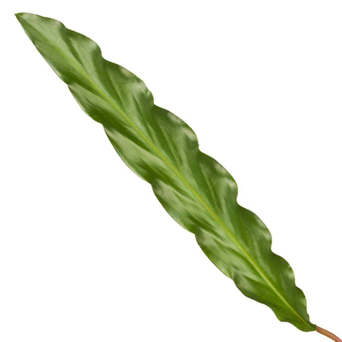 Calathea Elgergrass - 35 cm - Ø12cm bei Pflanzfix24.de - Pflanzfix24.de