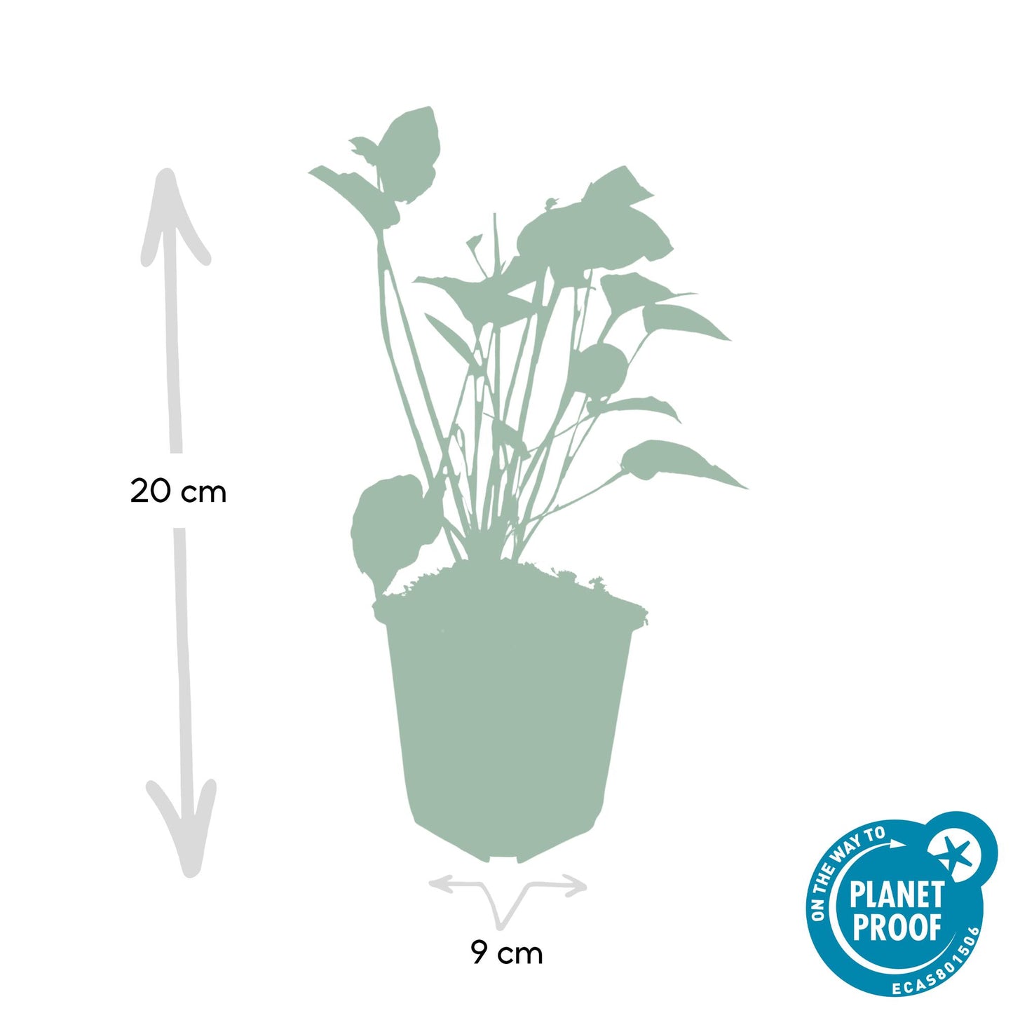 60x Persicaria amplexicaulis - ↕10-25cm - Ø9cm bei Pflanzfix24.de - Pflanzfix24.de