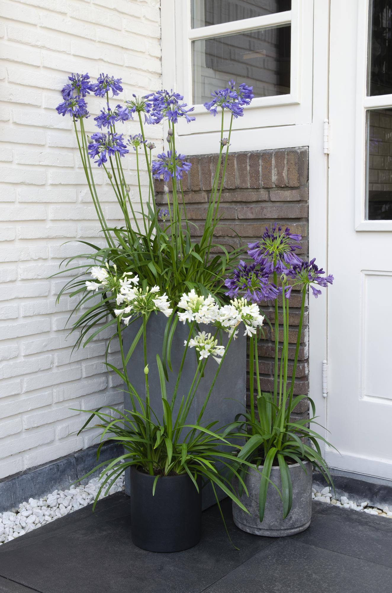 Agapanthus 'Ever Sapphire' - Pflanzfix24.de - Pflanzfix24.de