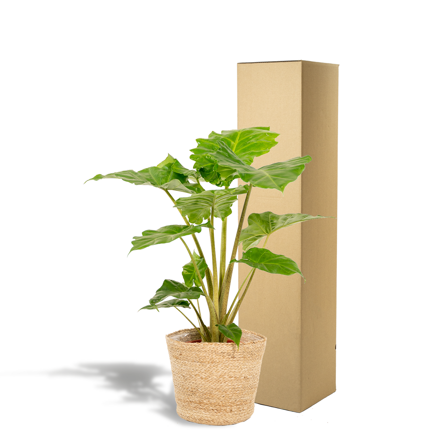 Alocasia Portodora - Ø21cm - ↕80cm + Korb Selin - Pflanzfix24