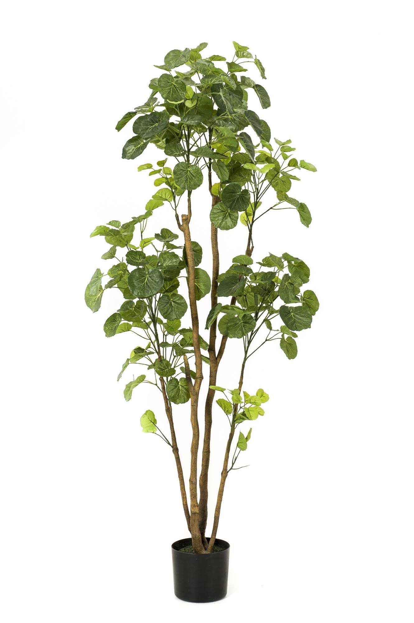 Kunstpflanze Polyscias Aralia 160 cm – Pflegeleicht & Realistisch | Pflanzfix24.de - Pflanzfix24.de