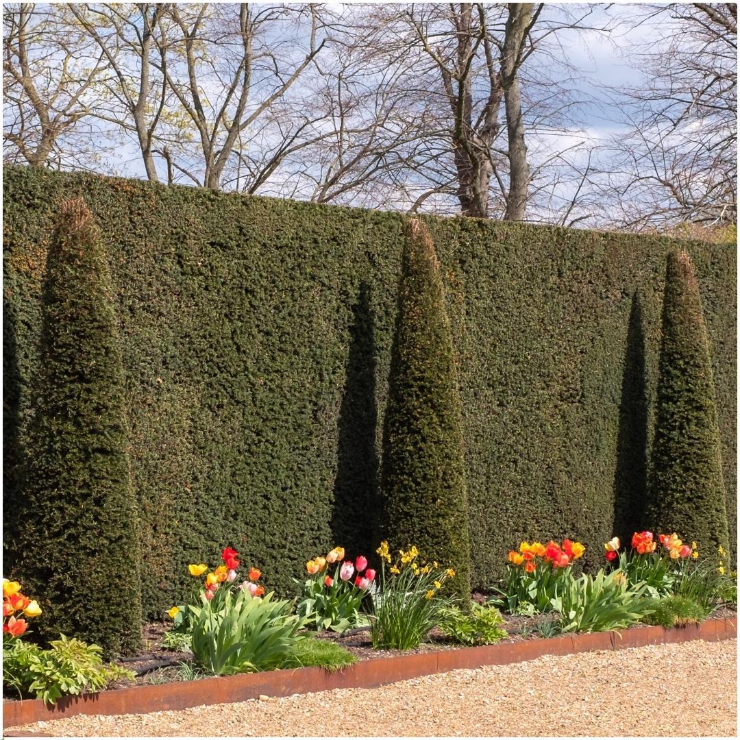 Pflanzfix24 - 1m Eibenhecke - Taxus baccata - 6 winterharte Heckenpflanzen