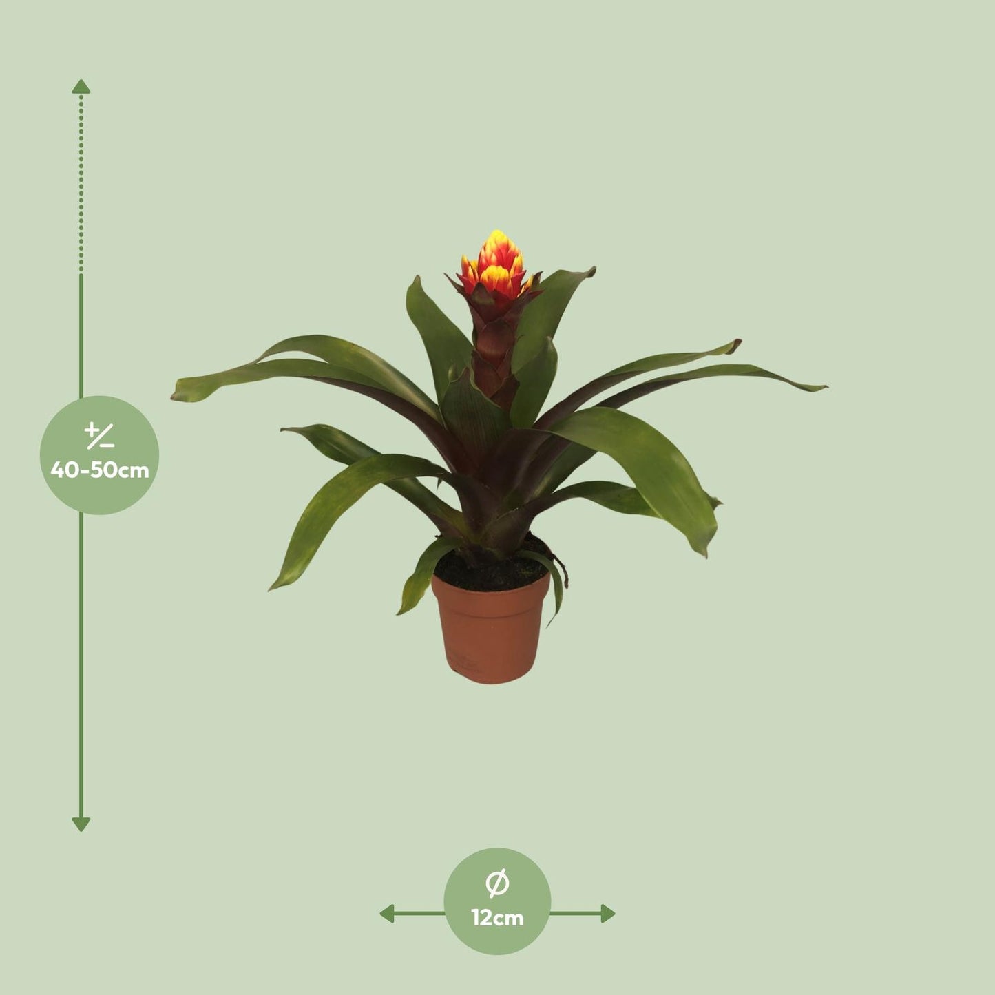 Guzmania Crown - Ø12cm - ↕45cm - Pflanzfix24