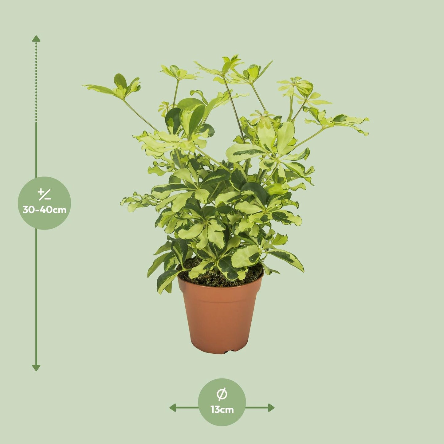 Schefflera Charlotte - Ø13cm - ↕35cm - Pflanzfix24