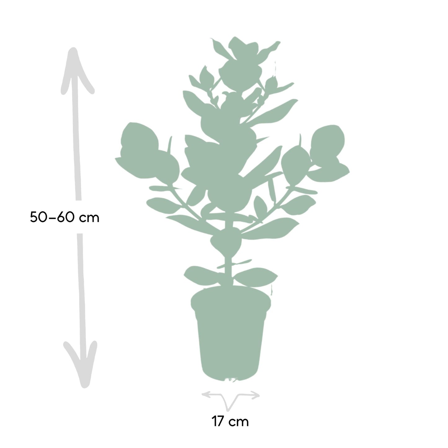 Clusia Rosea Princess - Ø17cm - ↕60cm bei Pflanzfix24.de - Pflanzfix24.de