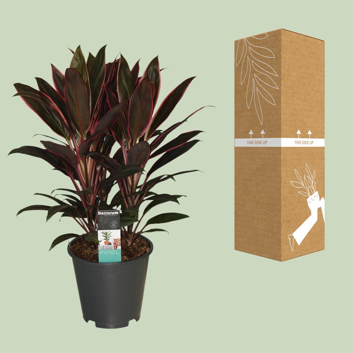Cordyline Rumba - Ø19cm - ↕55cm bei Pflanzfix24