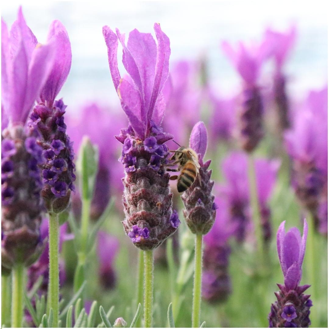 Lavandula stoechas Anouk® 3er-Set im Lavenderprint Dekotopf – Pflanzfix24.de - Pflanzfix24.de