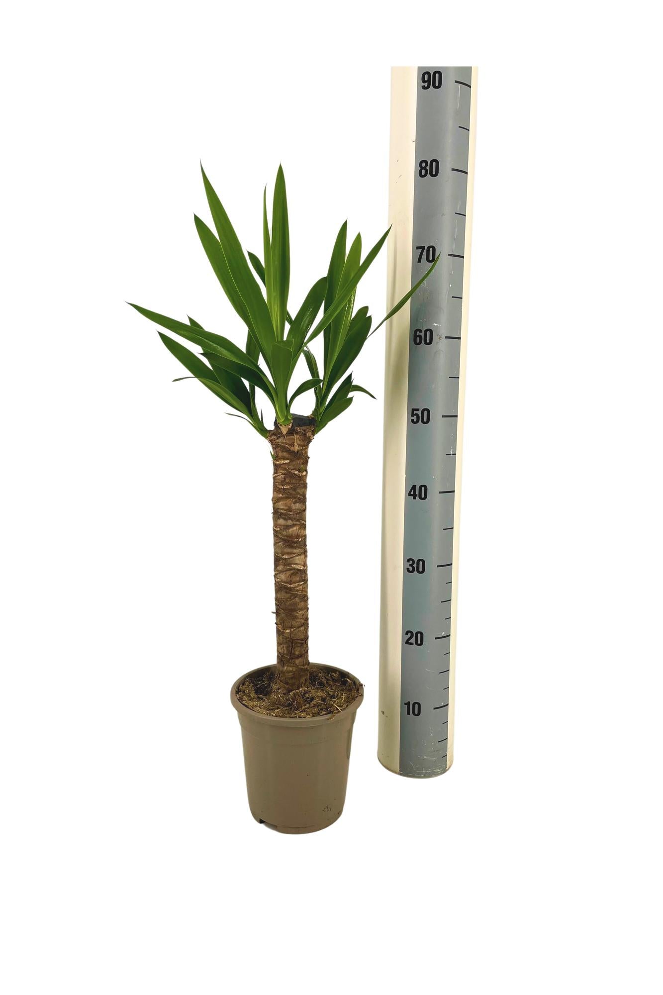 Yucca Elephantipes Ø17cm | Zimmerpflanze 60-80cm – Pflanzfix24.de - Pflanzfix24.de