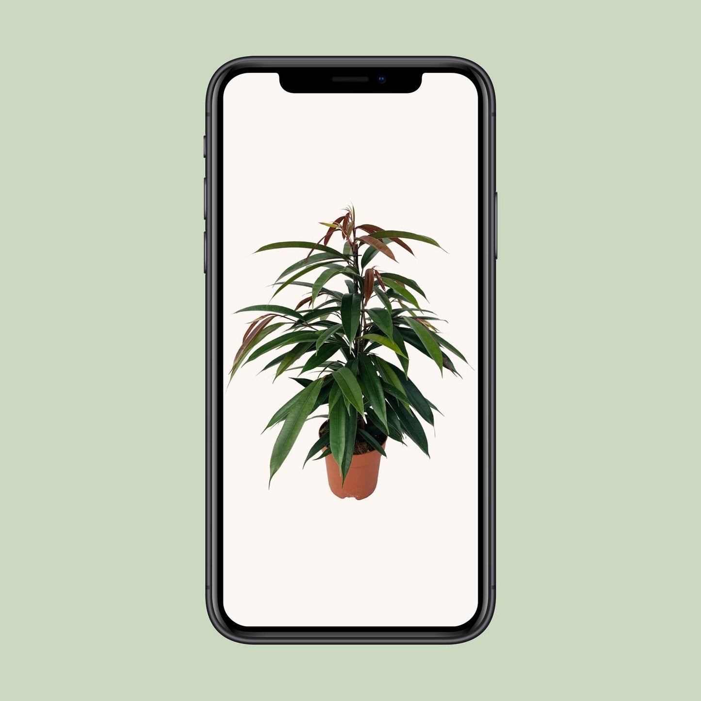 Ficus Binnendijkii 'Amstel King' P17 - Pflanzfix24