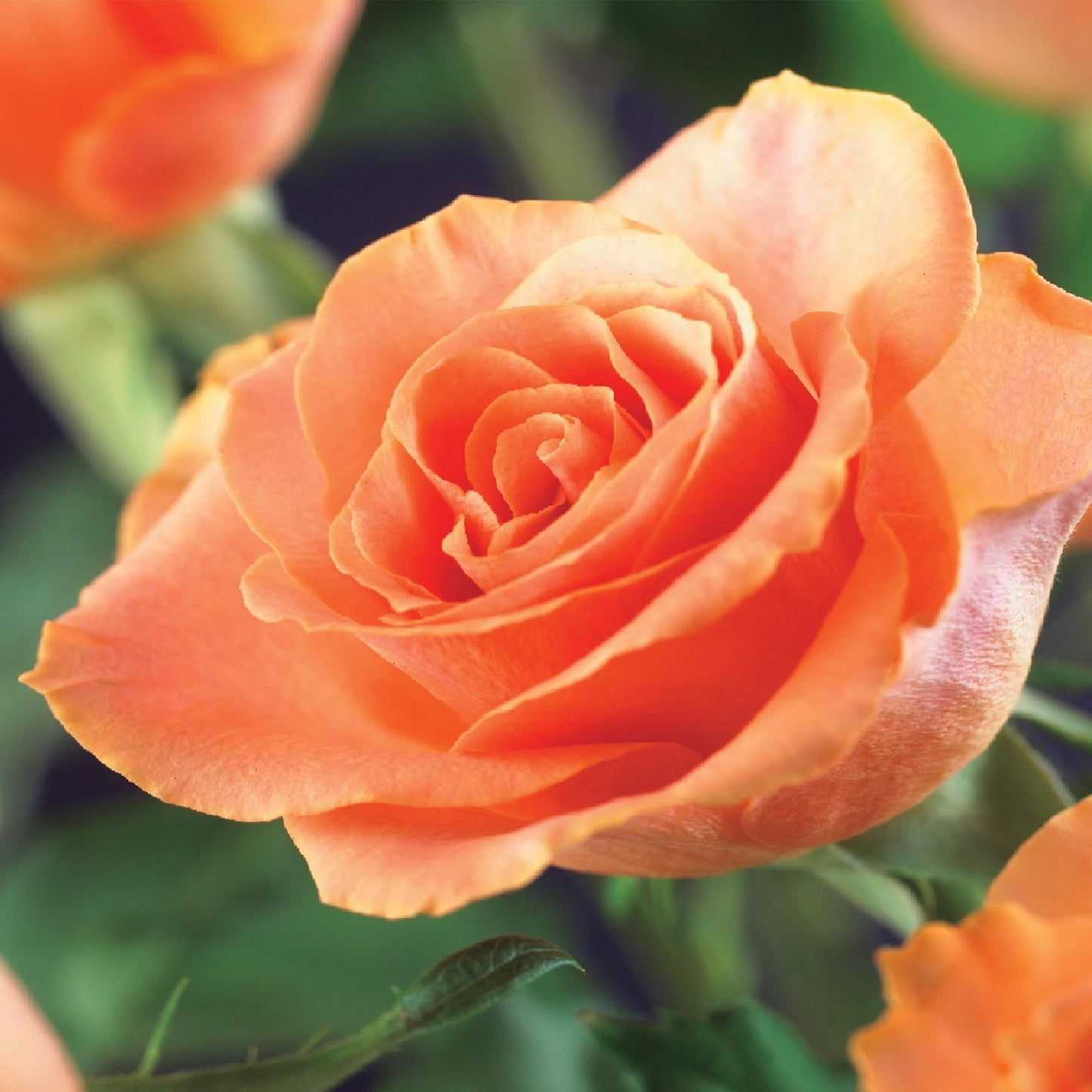 GreenboutiQ - Kletterrose - Rosa Orange Climber - 2 Pflanzen - Pflanzfix24.de - Pflanzfix24.de
