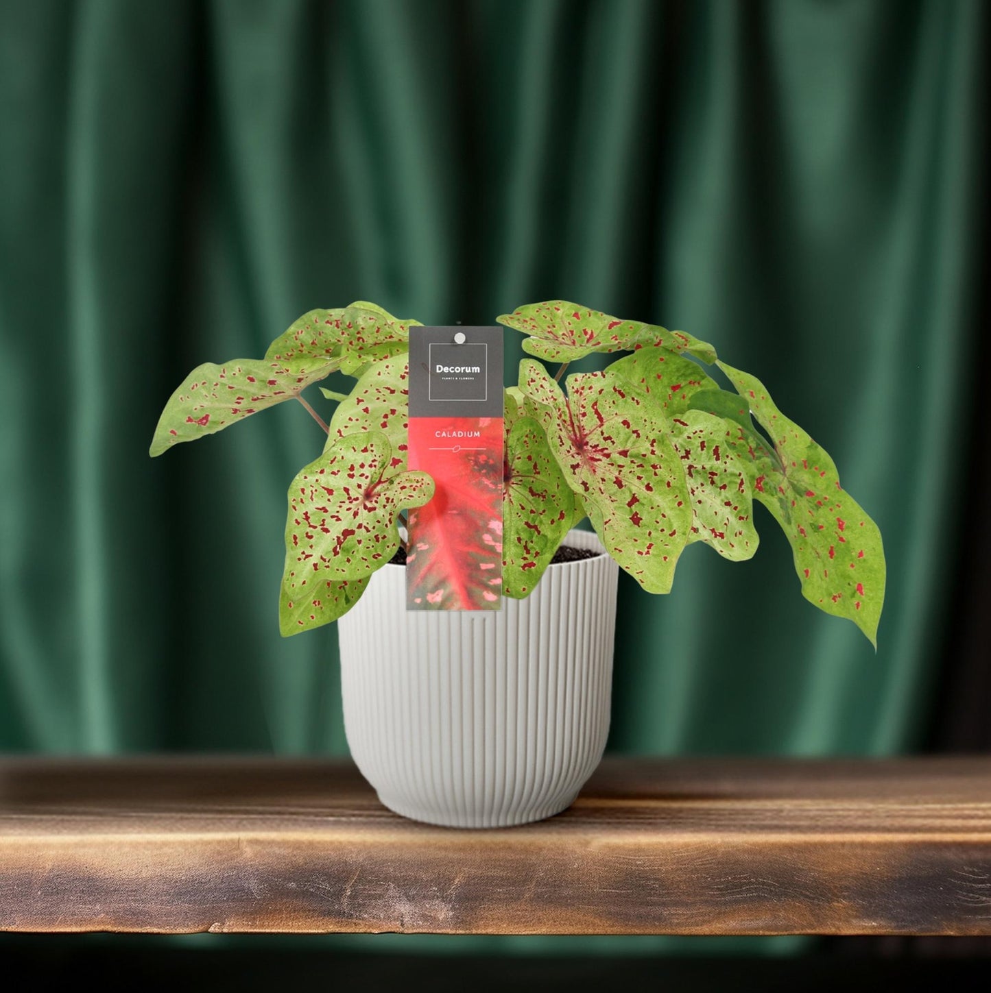 Caladium Miss Muffet - Ø12cm - ↕25cm - Pflanzfix24