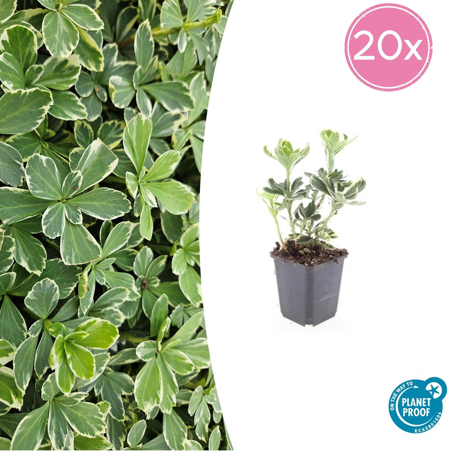 20x Pachysandra terminalis 'Variegata' - Bodendecker - Pflanzfix24.de - Pflanzfix24.de