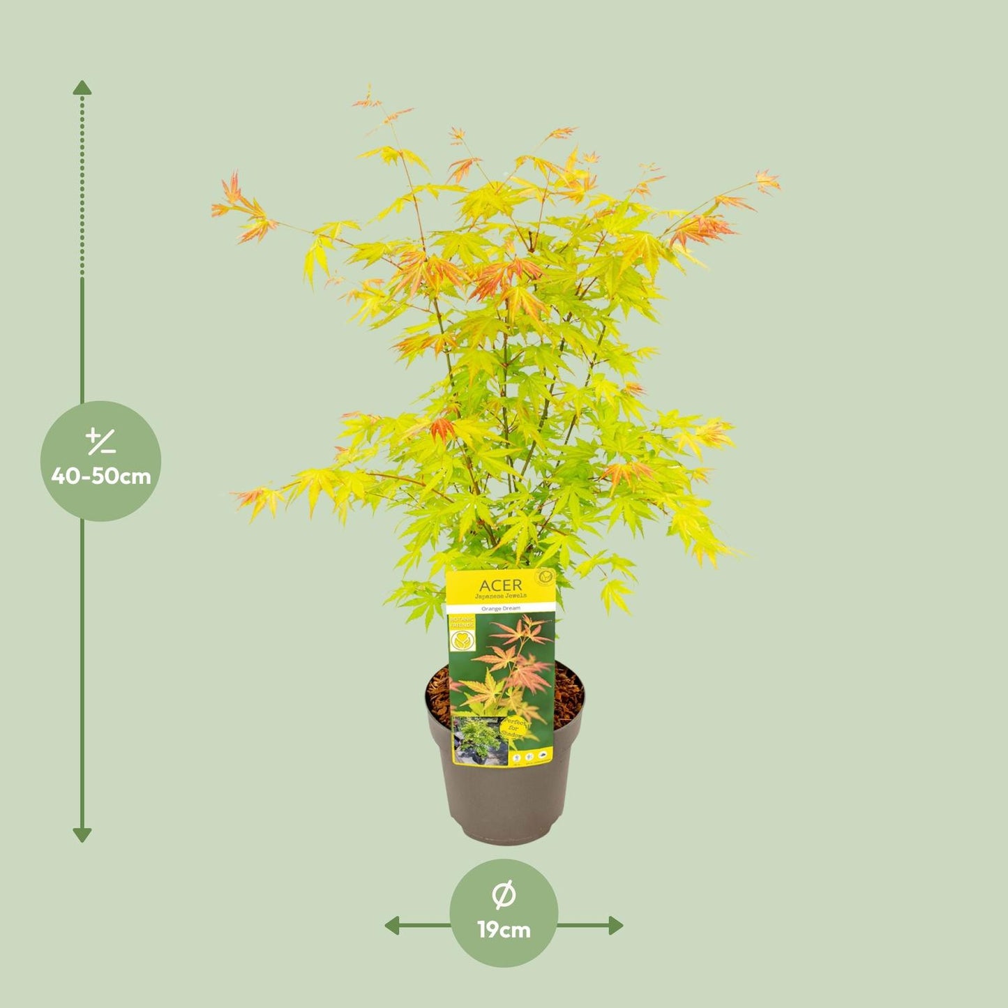 Acer palmatum Orange Dream - Ø19cm - ↕50cm - Pflanzfix24.de - Pflanzfix24.de