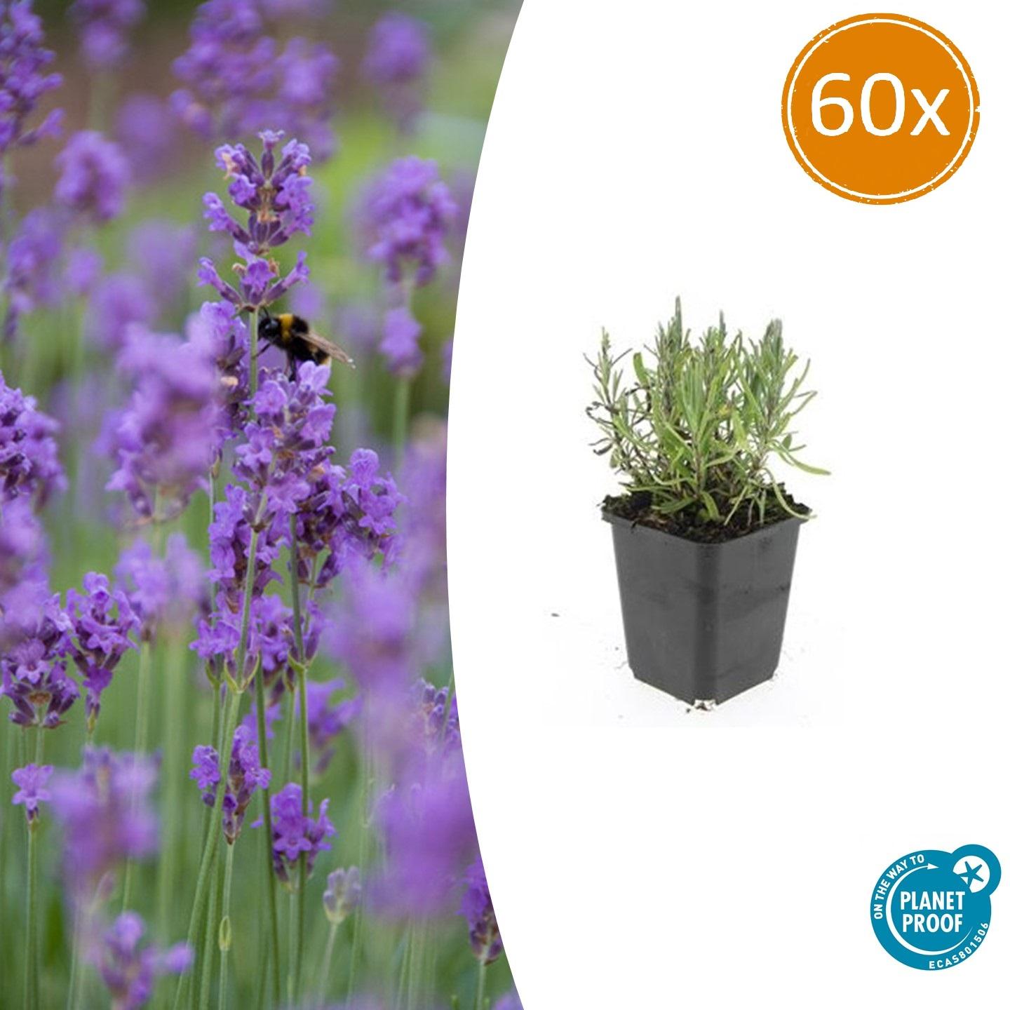 60x Lavandula ang. 'Munstead' - ↕10-25cm - Ø9cm - Pflanzfix24.de - Pflanzfix24.de