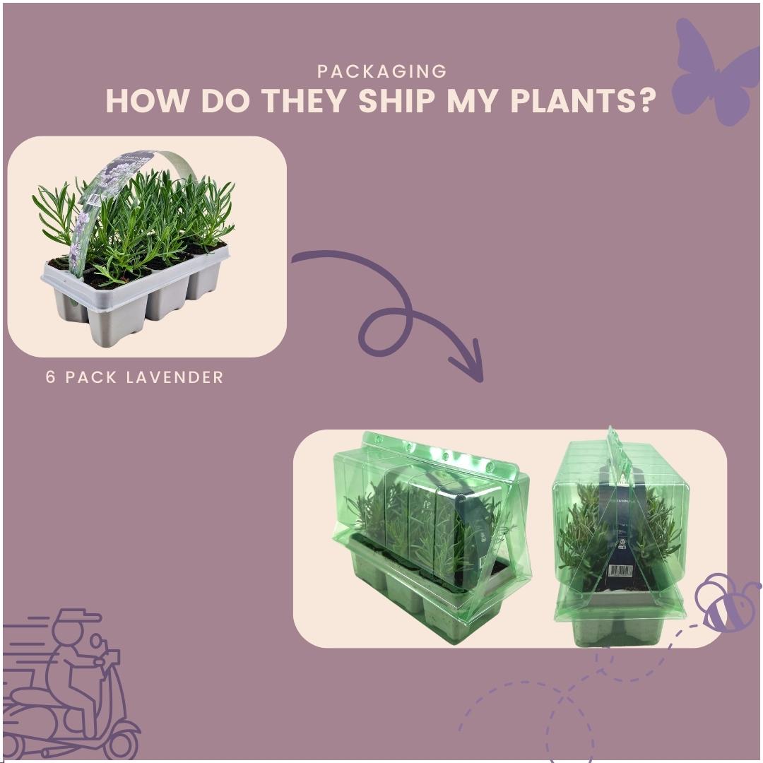 12er Set Lavendel Angustifolia Weiß - Ø7 cm - Pflanzfix24.de