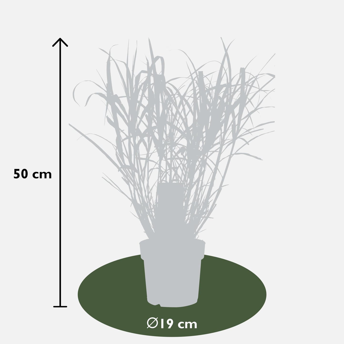 Miscanthus sinensis Strictus Zebra Gras Ø23cm | Pflanzfix24.de - Pflanzfix24.de