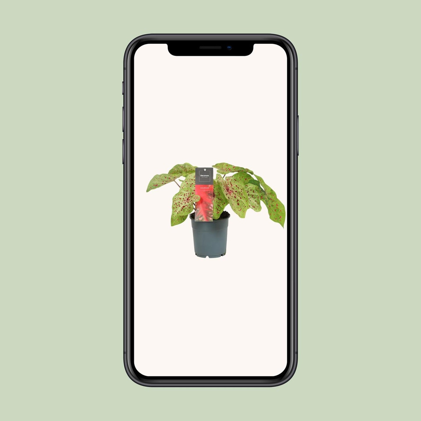 Caladium Miss Muffet - Ø12cm - ↕25cm - Pflanzfix24