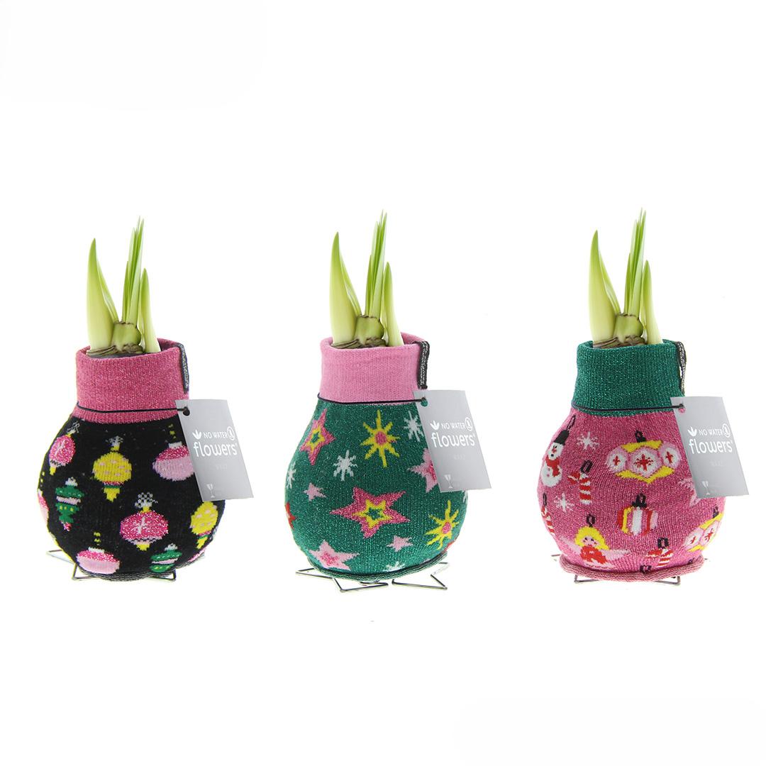 No Water Flowers® (wax amaryllis) | Fashionz Patternz Disco Mix (3 pack) + Red flower - Pflanzfix24