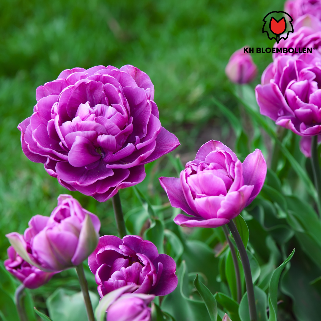 Tulpenbollenmix - 20 Stück von Pflanzfix24