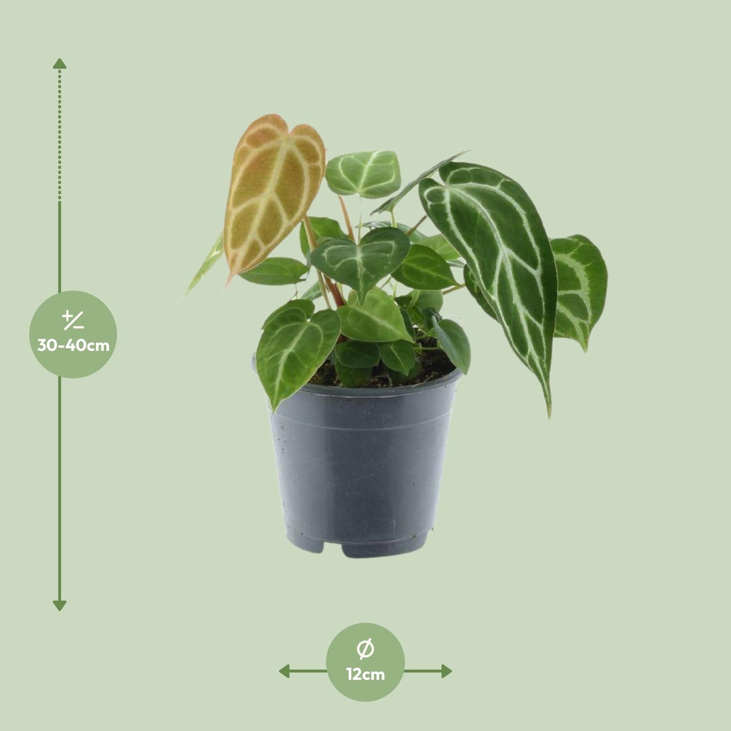 Anthurium Chrystallinum P12 - Ø12cm - ↕35cm bei Pflanzfix24
