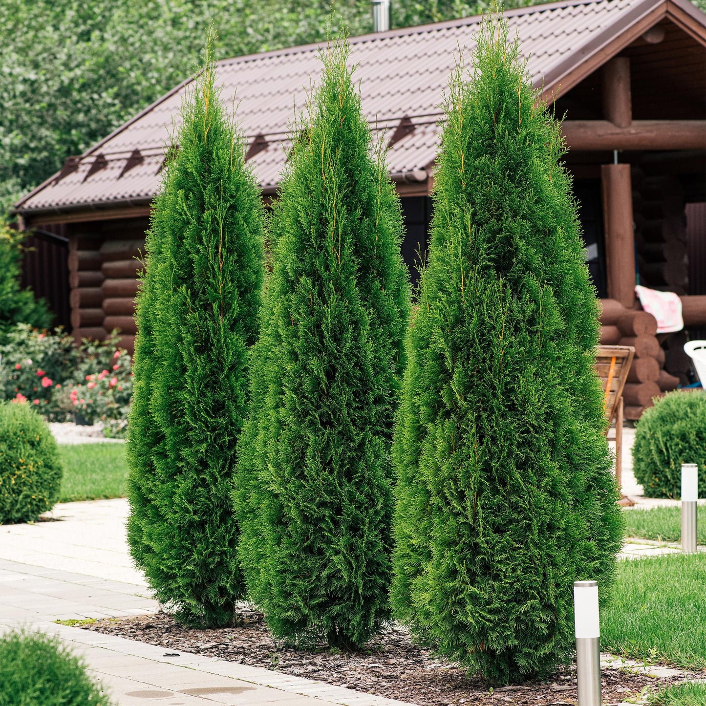 Thuja occidentalis Smaragd Heckenpflanzen - 6 Pflanzen - 1m - Pflanzfix24.de - Pflanzfix24.de