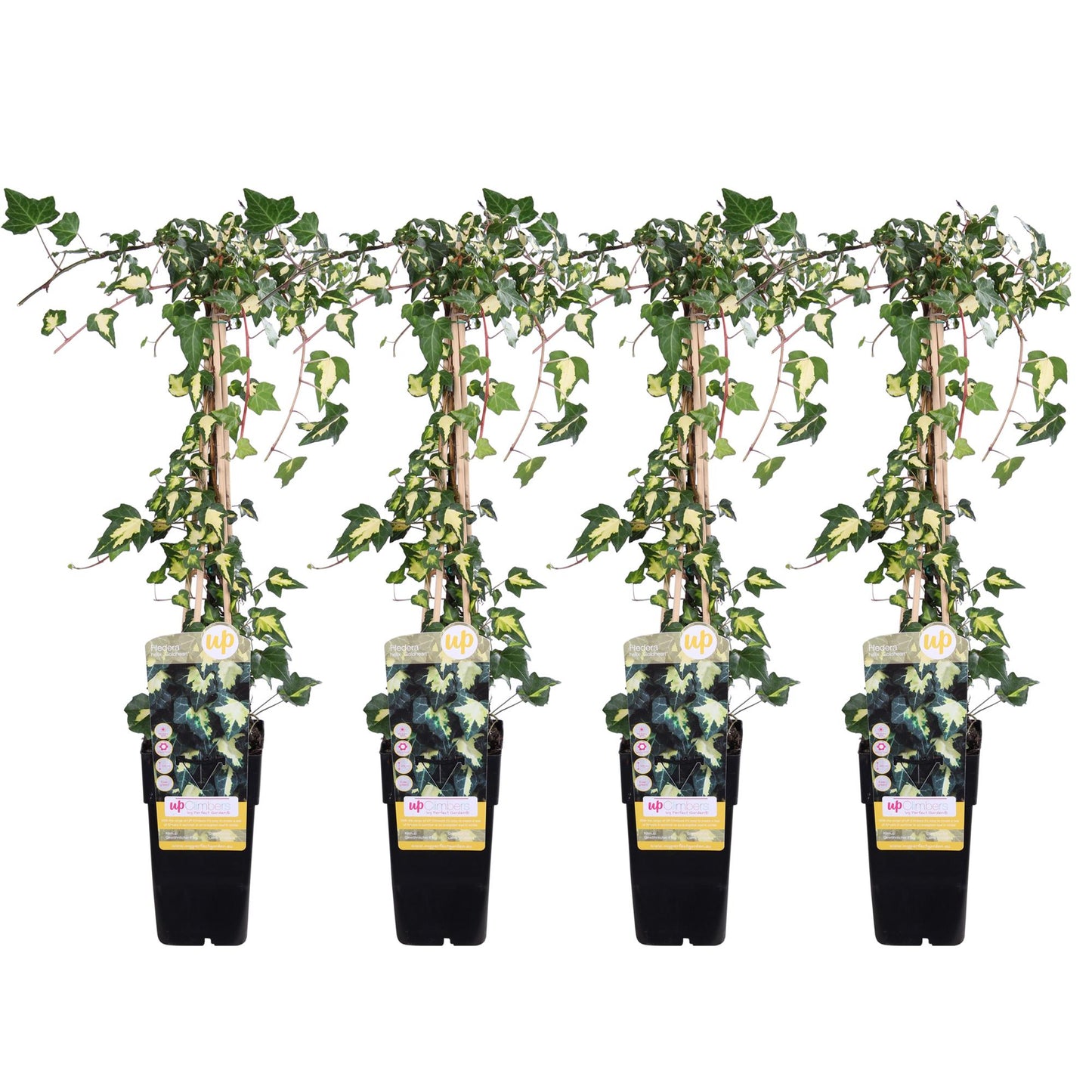 4x - Hedera colchica 'Dentata Variegata' - Pflanzfix24.de - Pflanzfix24.de