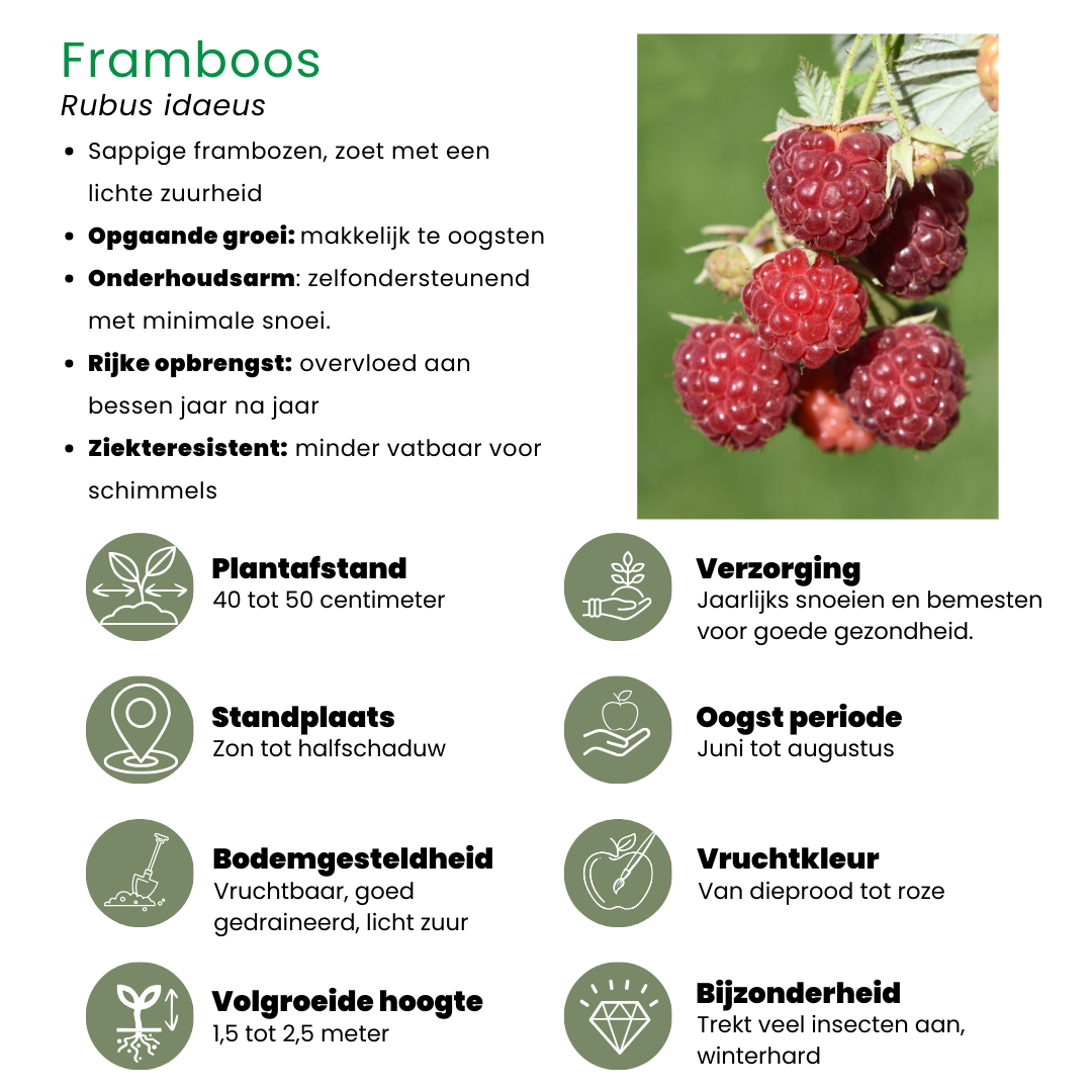 Fruchtoase BIO Obstpflanzen Mix - Pflanzfix24