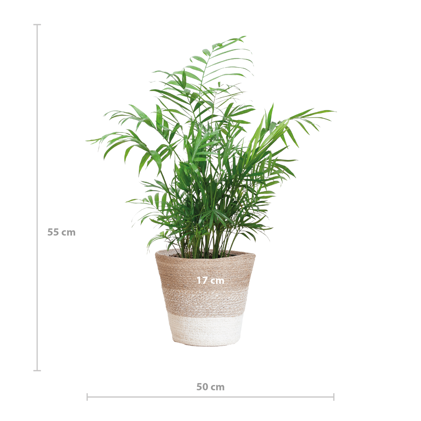 Chamadorea Elegans mit Korb Lissabon weiß - 55cm - Ø17 bei Pflanzfix24