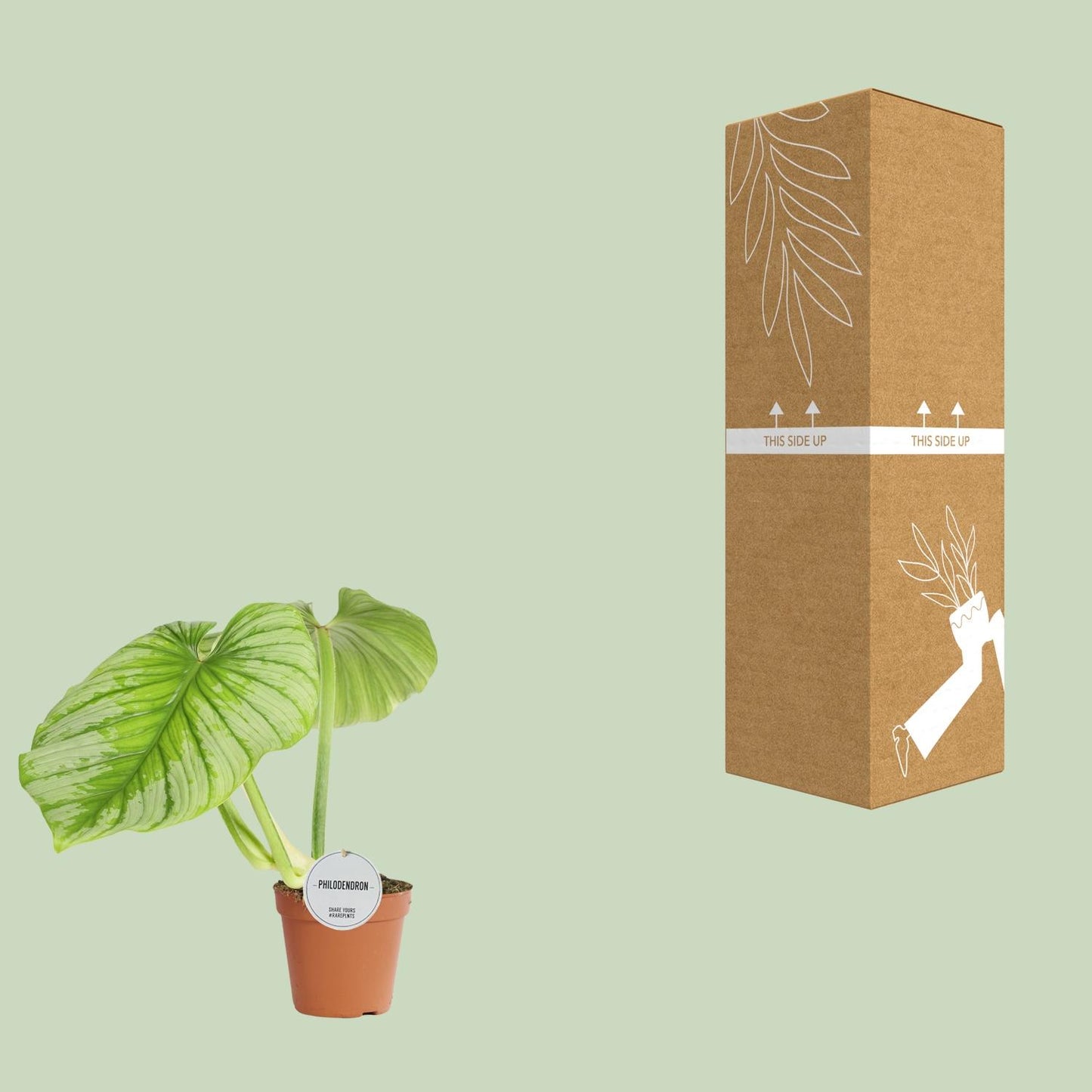 Philodendron Mamei - Ø15cm - ↕50cm bei Pflanzfix24