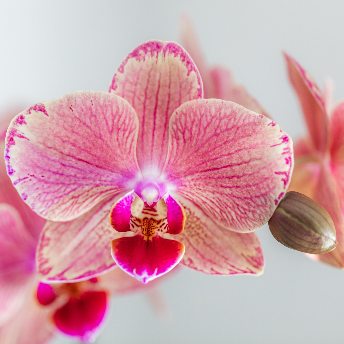 Kolibri Orchideen - KOMBI-ANGEBOT - Pirate Picotee - Pflanzfix24