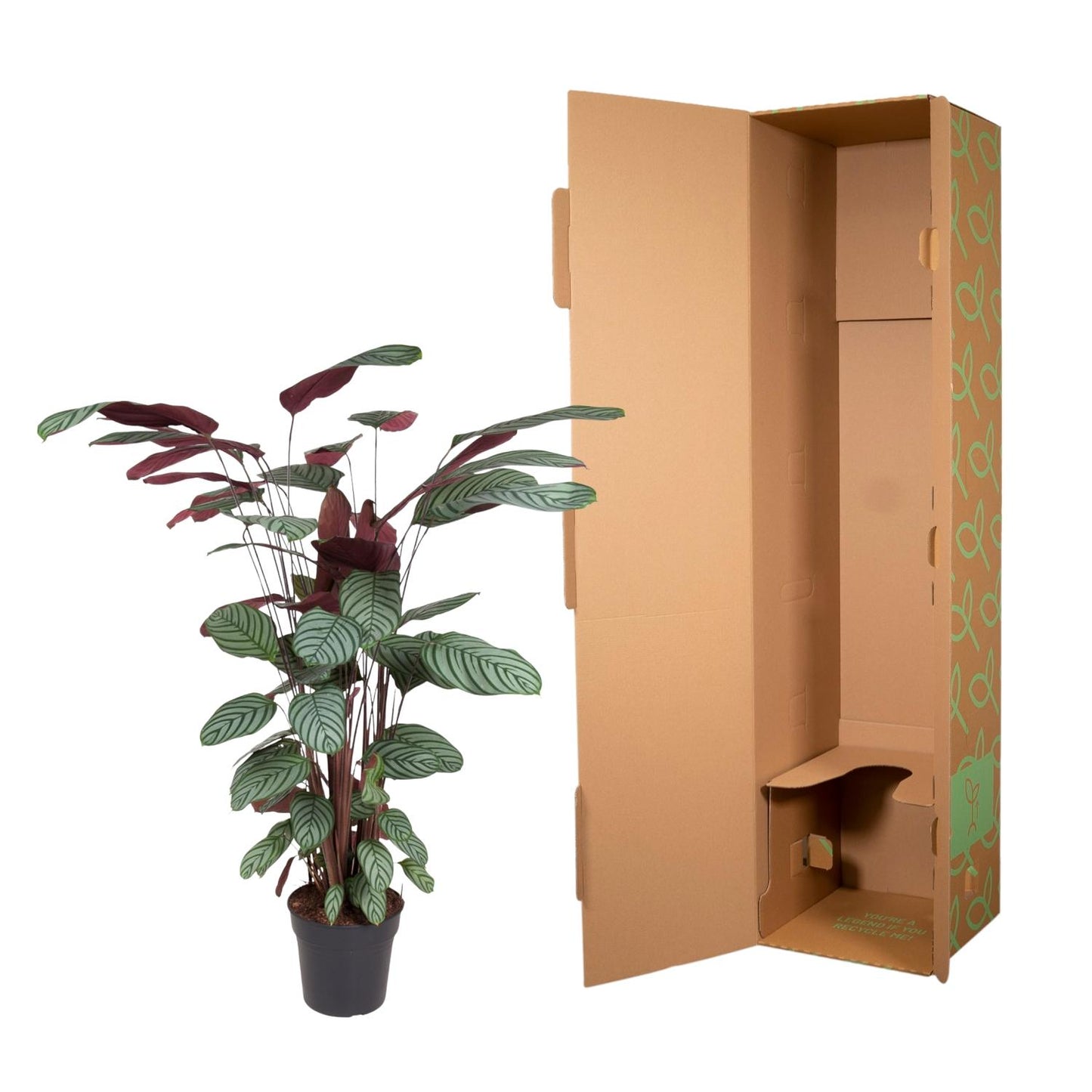 Calathea Oppenheimiana - 130 cm - ø27 bei Pflanzfix24.de - Pflanzfix24.de