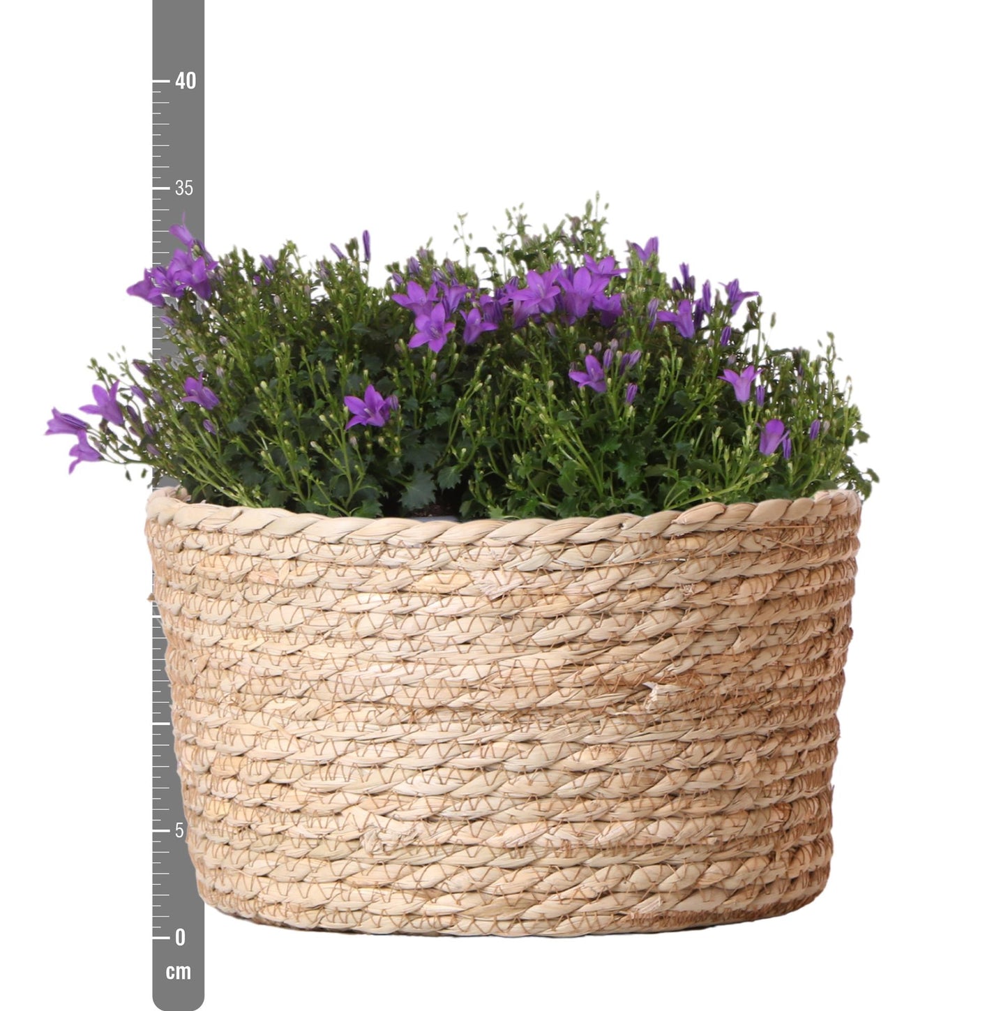 Campanula Addenda Ambella Intense purple - Weidenschale mit Bewässerungssystem - 3 Stück - indoor & outdoor - Pflanzfix24.de - Pflanzfix24.de