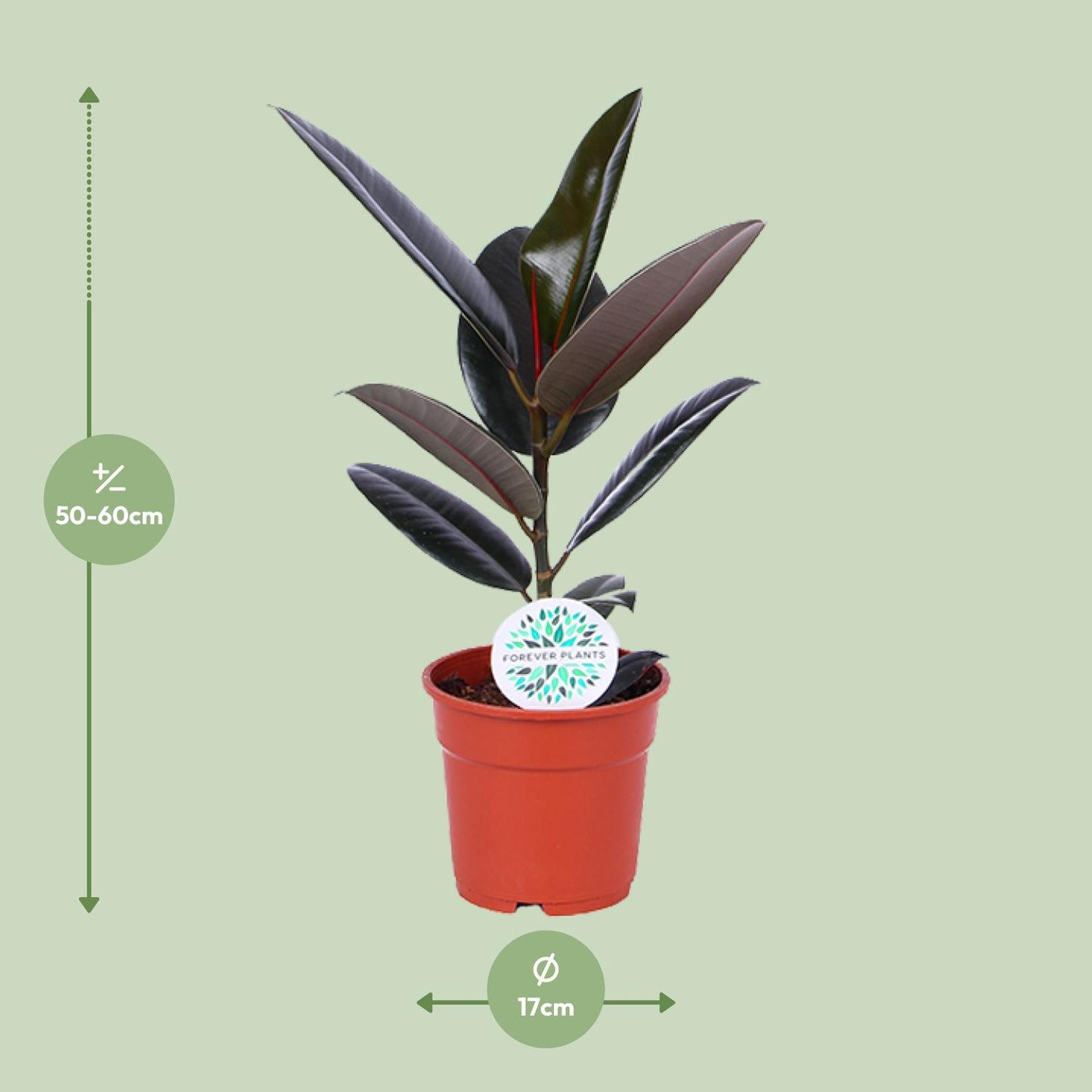 Ficus Elastica Abidjan - Ø17cm - ↕55cm - pflanzfix24