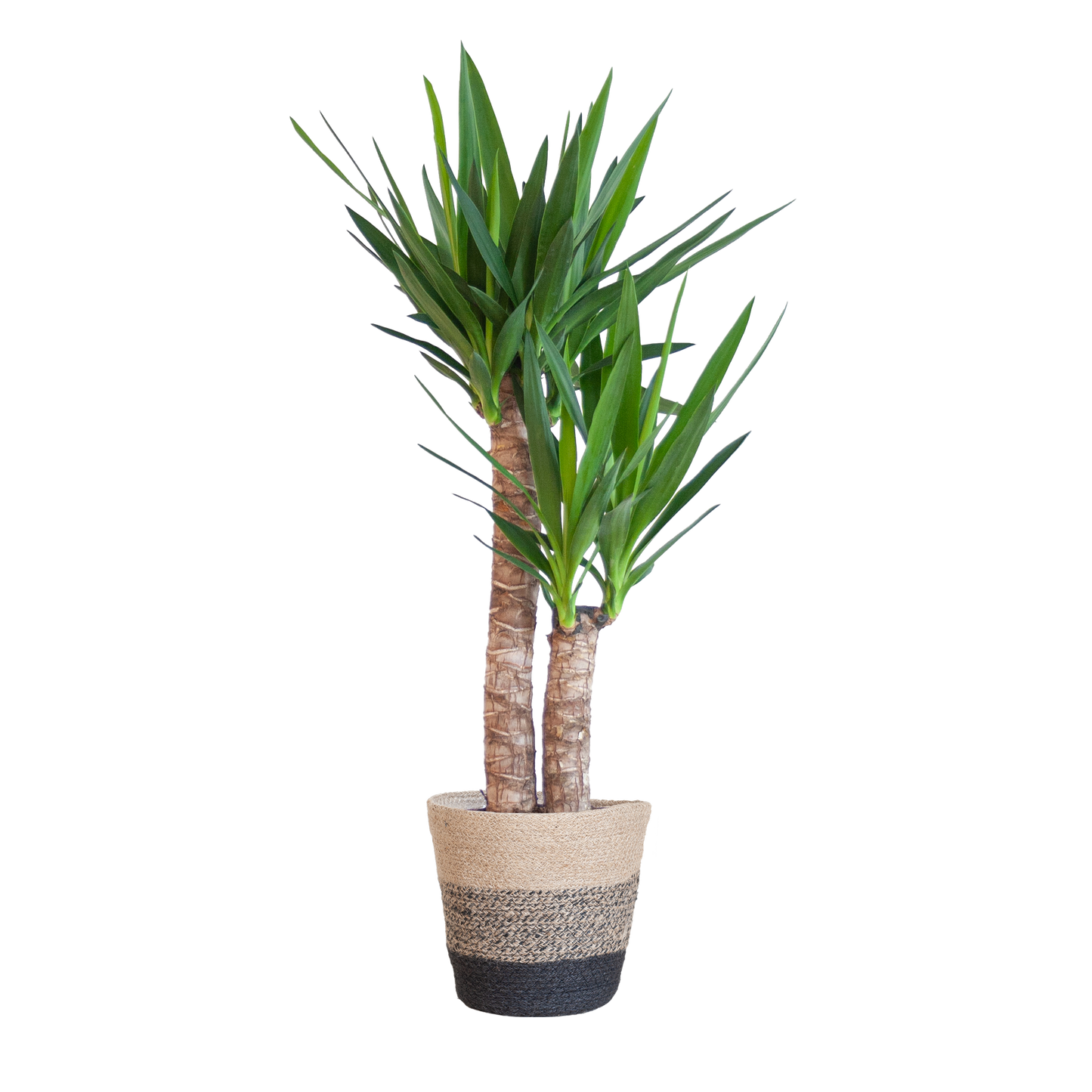 Yucca Elephantipes 90cm mit schwarzem Korb – Pflanzfix24.de - Pflanzfix24.de