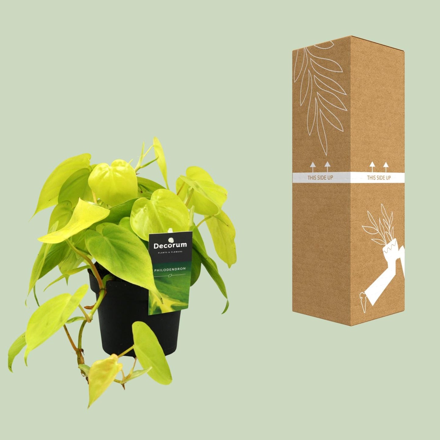 Philodendron Lime 12cm – pflegeleichte Zimmerpflanze | Pflanzfix24.de - Pflanzfix24.de