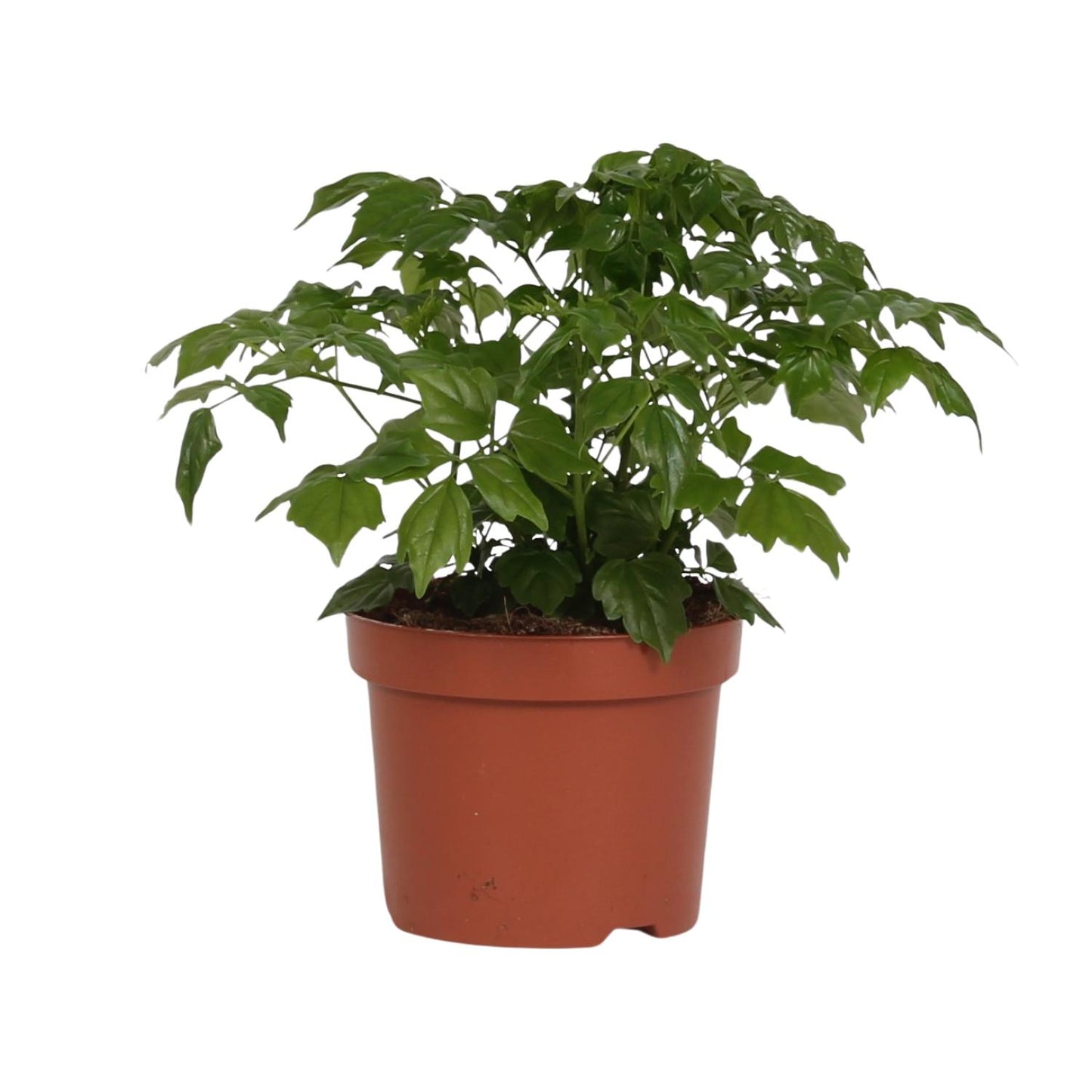 Rademachera Sinica 27 cm – Ø12 cm Topf | Pflanzfix24.de - Pflanzfix24.de