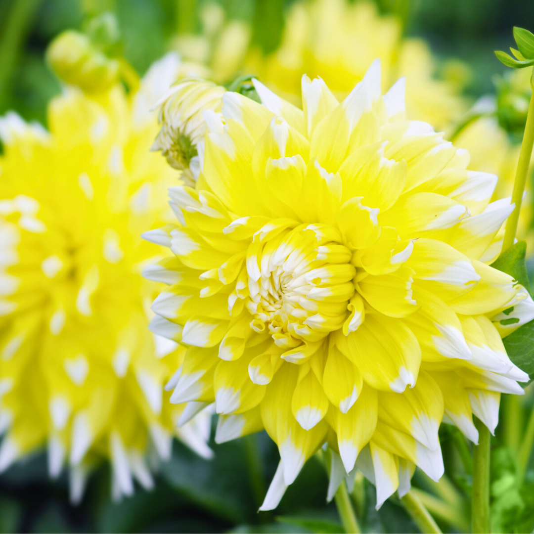 Dutch Dahlia Box L + Mango Kokos Thee Geschenkset - Pflanzfix24
