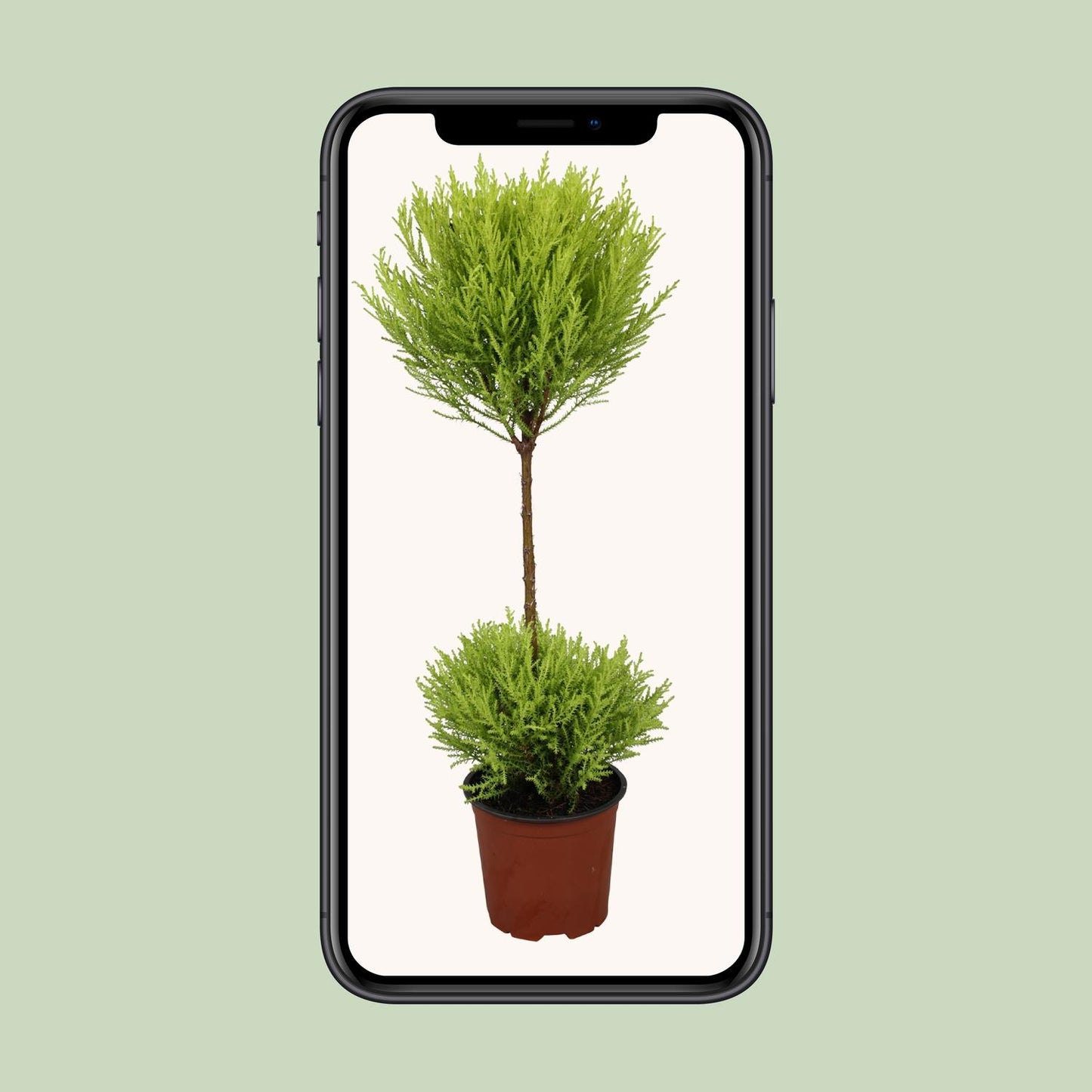 Cupressus Goldcrest Wilma - Ø14cm - ↕60cm bei Pflanzfix24.de - Pflanzfix24.de