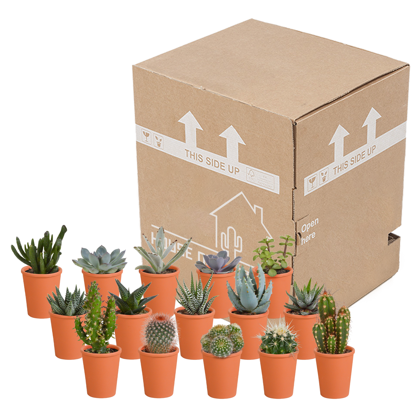 Kakteen und Sukkulenten Mix 5,5 cm | 15er Set - Terrakotta Topf - Pflanzfix24.de - Pflanzfix24.de