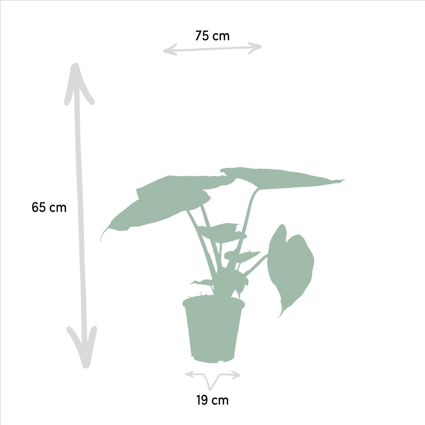 Alocasia Cucullata & Alocasia Wentii - Zimmerpflanzen-Set - Pflanzfix24.de - Pflanzfix24.de