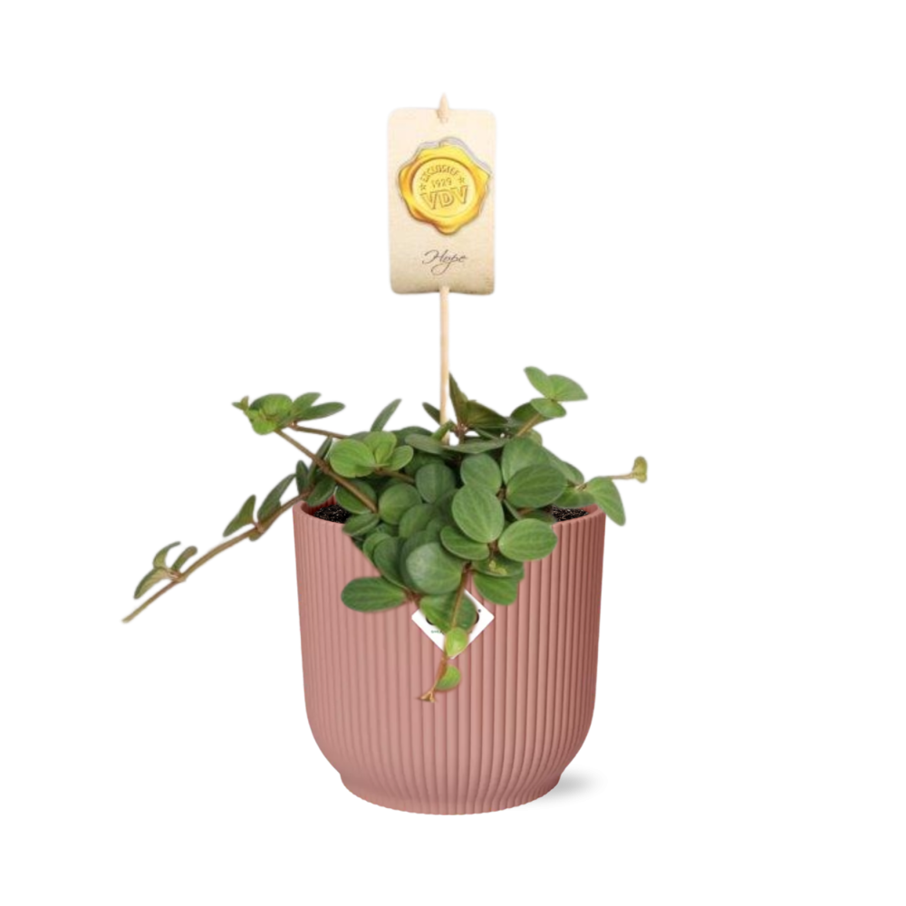 Peperomia ‘Hope’ in ELHO Vibes Fold 14cm - Rosé | Pflanzfix24