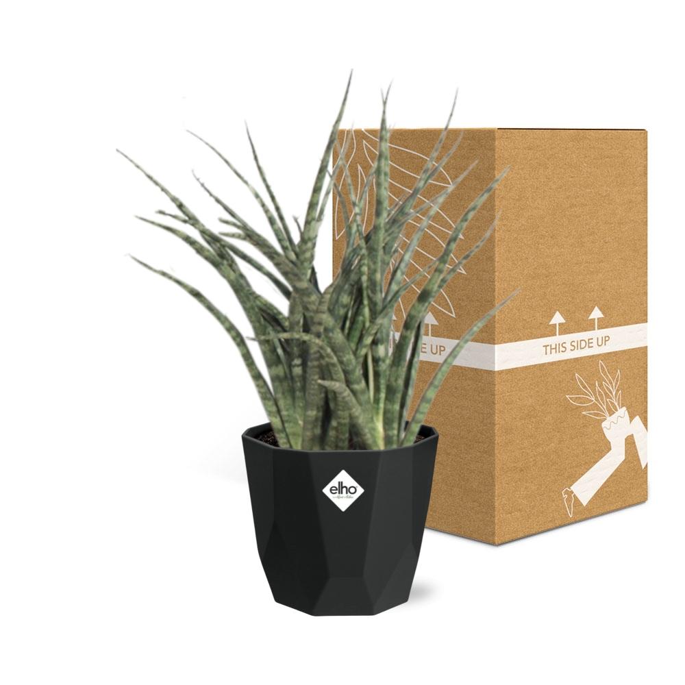 Sansevieria Fernwood Punk 14cm Pflanzfix24