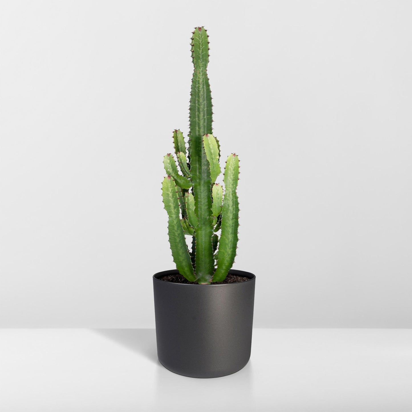 Euphorbia Acrurensis - Ø24cm - ↕60cm bei Pflanzfix24.de - Pflanzfix24.de