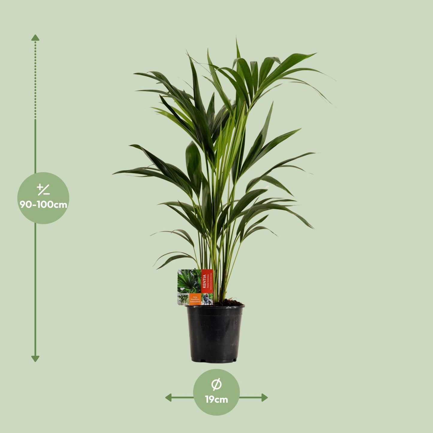 Kentia-Palme - Howea Forsteriana - Ø19cm - ↕100cm - Pflanzfix24