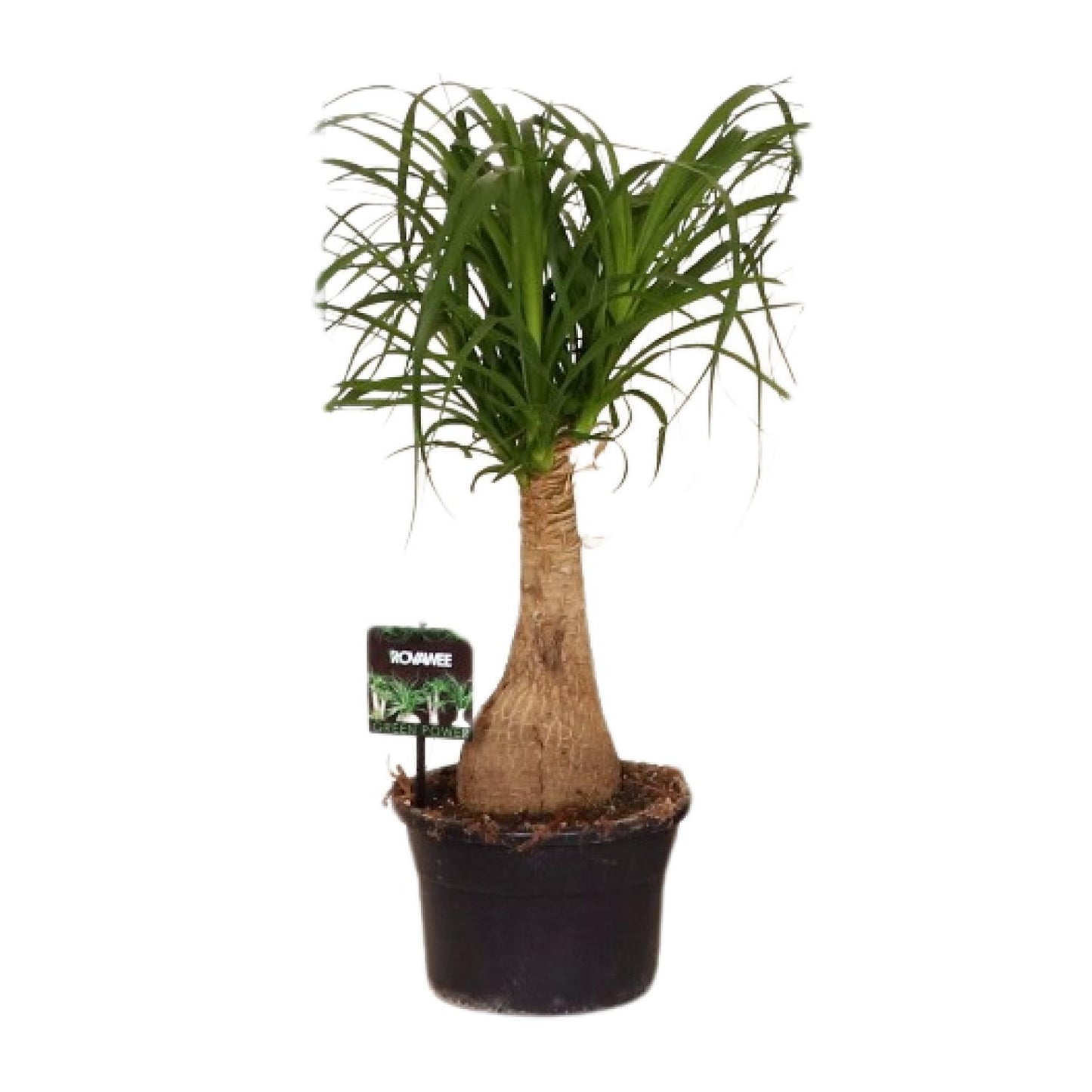 Beaucarnea Nolina - Ø19 ↕60 - Pflanzfix24.de - Pflanzfix24.de