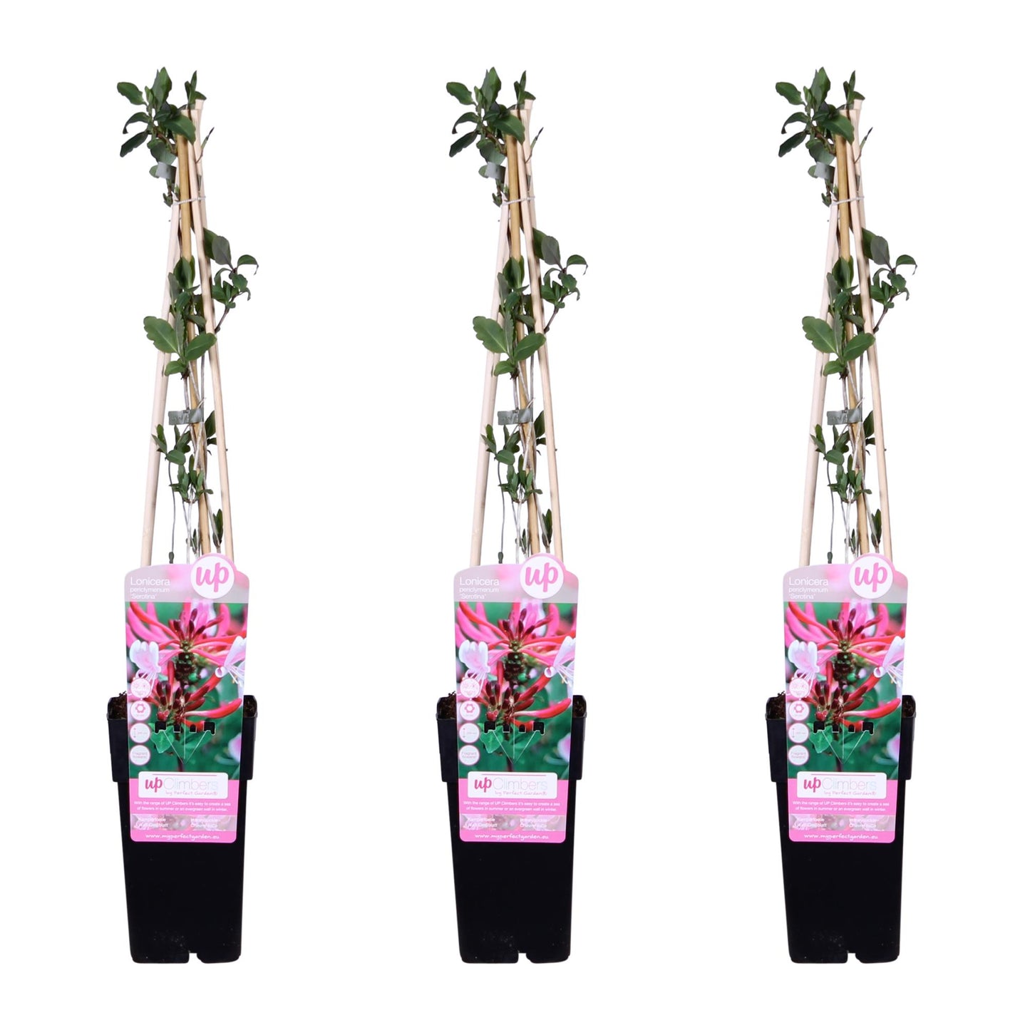 3x Lonicera periclymenum 'Serotina' - 65cm - Ø15 - Pflanzfix24.de - Pflanzfix24.de