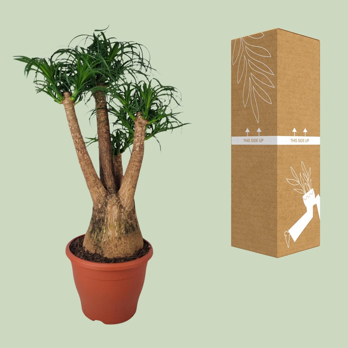 Beaucarnea Nolina - Ø29cm - ↕90cm bei Pflanzfix24
