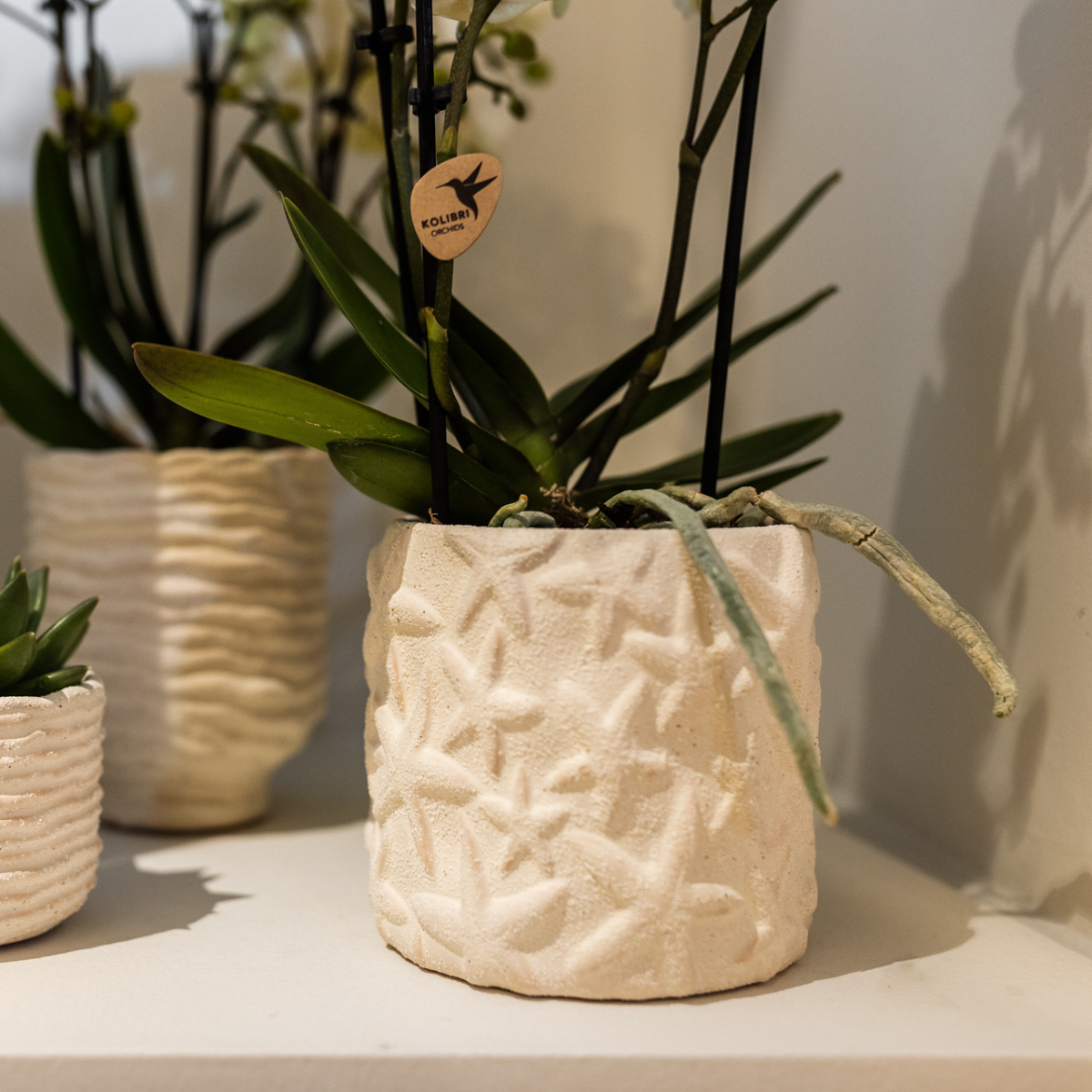 Star Fish Dekotopf Off White Ø9cm – Kolibri Home | Pflanzfix24.de - Pflanzfix24.de
