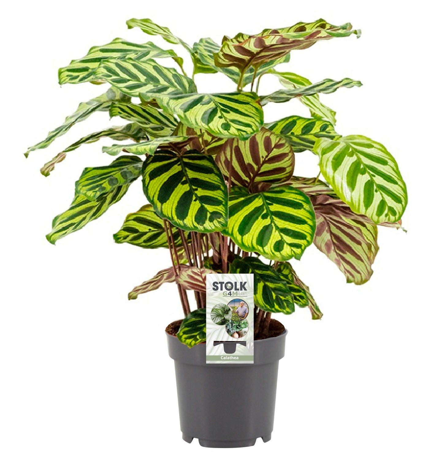 Calathea Makoyana - Ø14cm - pflanzfix24
