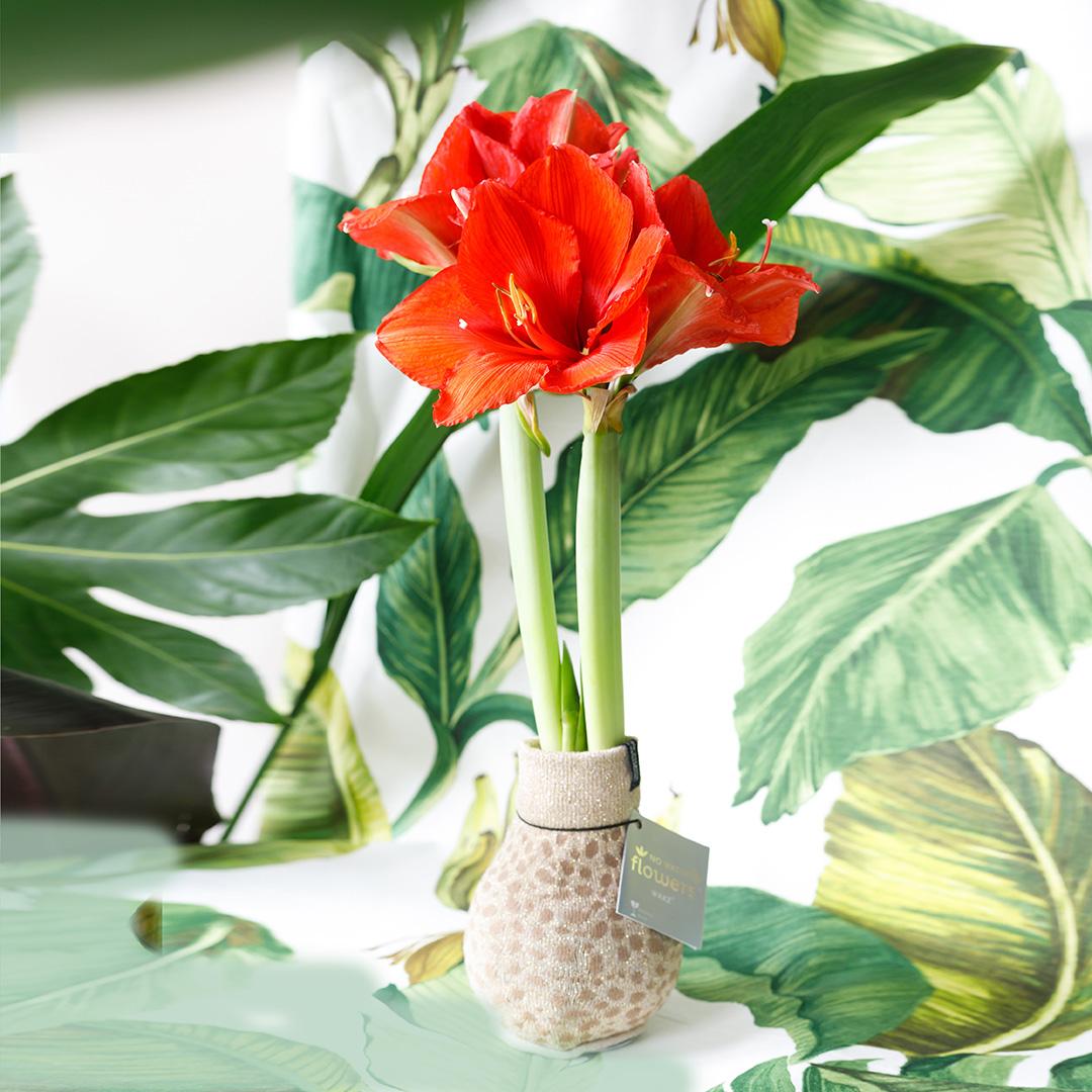 No Water Flowers® (wax amaryllis) | Fashionz Animal - Cheetah + Red flower - Pflanzfix24